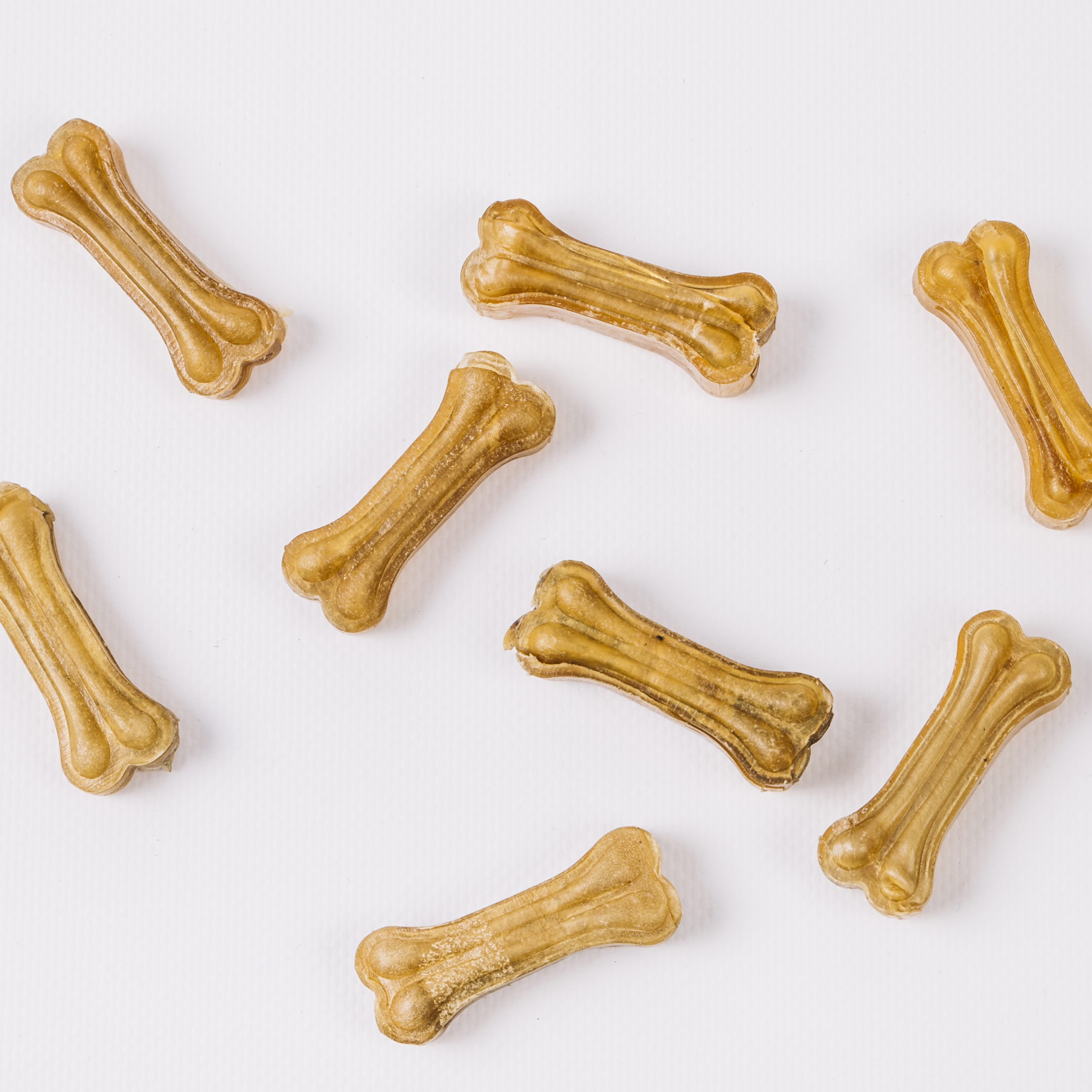close-up-chewing-bones